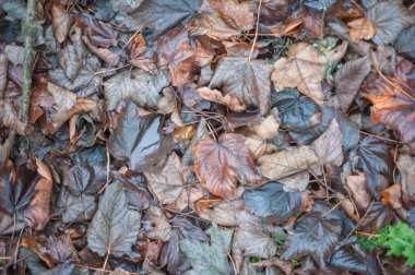 Ormandaki ağaçlardan dökülen kuru kahverengi yapraklar. Yerde meşe yaprakları.