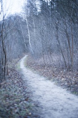 Kışın dağ ormanlarında yürüyüş parkurunda. Dağlarda yürüyüş ve yürüyüş için patika.