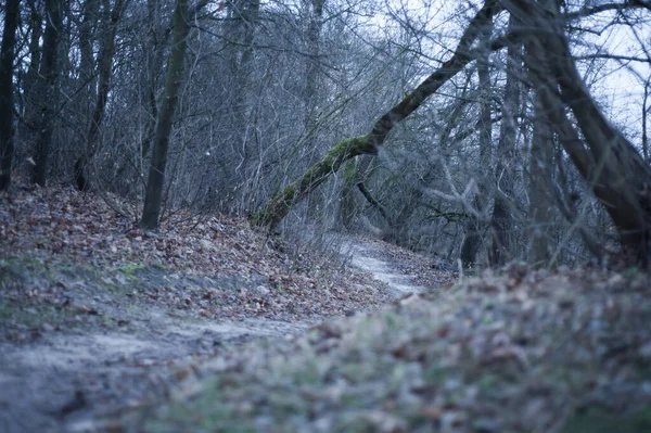 Wandelweg Het Bergwoud Winter Trail Voor Trekking Wandelen Bergen — Stockfoto