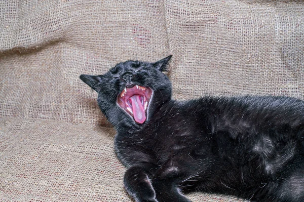 Czarny Kot Patrzący Kamerę — Zdjęcie stockowe