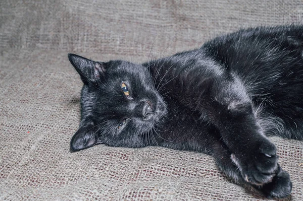 Black Cat Looking Camera — Stock Photo, Image