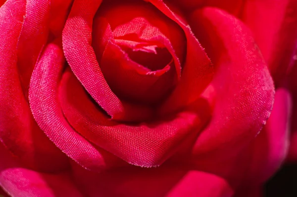 Pink Half Open Rose Bent Edges Petals Sun Black Background — стоковое фото