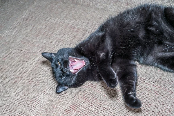 Черная Кошка Смотрит Камеру — стоковое фото