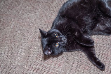 Kara kedi kameraya bakıyor.