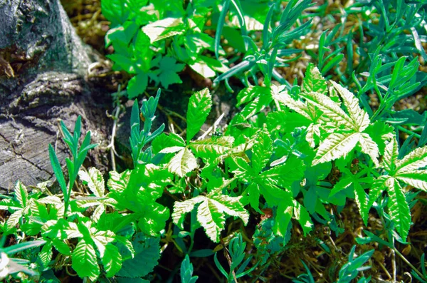 Evergreen Rodada Esférica Ilex Crenata Convexa Arbusto Holly Japonês Com — Fotografia de Stock