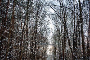 Soğuk bir kış gününde, çıplak bir ağaç dalında beyaz kar, yakın. Doğal arka plan. Seçici botanik arkaplan.