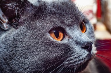 Yeşil gözlü ve çerçeveye bakan pembe burunlu gri bir kedinin pankartı.