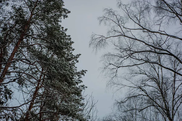 Biały Śnieg Gołych Gałęziach Drzewa Mroźny Zimowy Dzień Zbliżenie Naturalne — Zdjęcie stockowe