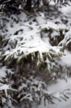 Soğuk bir kış gününde, çıplak bir ağaç dalında beyaz kar, yakın. Doğal arka plan. Seçici botanik arkaplan.