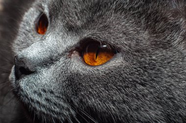 Gri gözlü, ağızlık takan, çerçeveye bakan bir kedi. İngiliz cinsi.