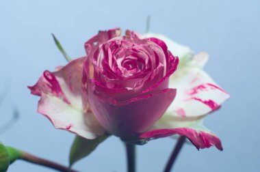 Bir demet gül mavi arka planda izole edilmiş.