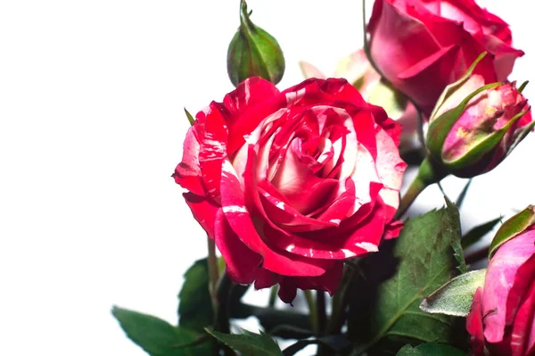 Куча Розовых Роз Белом Фоне — стоковое фото