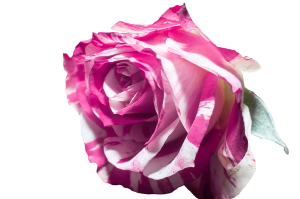 Куча Розовых Роз Белом Фоне — стоковое фото