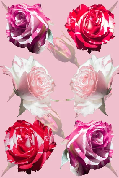 Vereinzelte Rosen Auf Rosa Hintergrund Rosenknospen Postkarte — Stockfoto