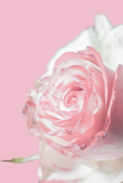 White rose on a light pink background, postcard concept, congratulations on women's Day, with a place for the text.