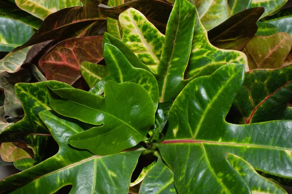 Trópusi Banánlevél Textúra Nagy Pálma Lombozat Természet Sötétzöld Háttér — Stock Fotó