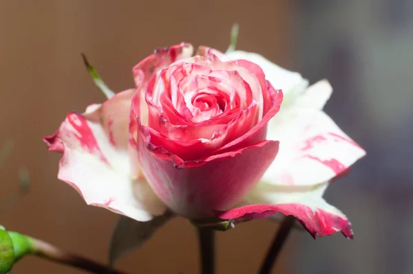 Ramo de rosas rosadas aisladas en el fondo —  Fotos de Stock