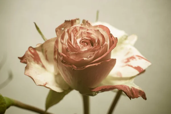 Белая роза на светлом фоне, концепция открыток, поздравления с женским днем, с местом для текста — стоковое фото