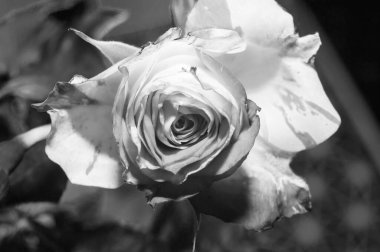 Beyaz gül arka planda, kartpostal konsepti, kadınlar gününde tebrik ederim, metin için bir yer var..