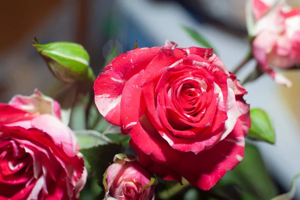 Куча Розовых Роз Изолированный Фон — стоковое фото