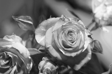 Beyaz gül arka planda, kartpostal konsepti, kadınlar gününde tebrik ederim, metin için bir yer var..