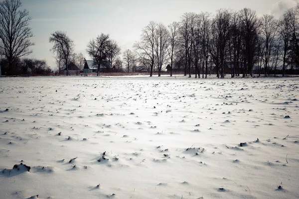Зимовий Парк Був Вкритий Снігом Дерева Кущі Земля Стежки Всі — стокове фото