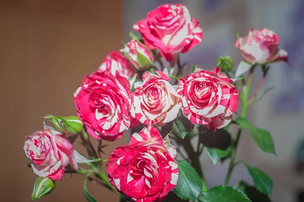 Куча Розовых Роз Изолированный Фон — стоковое фото