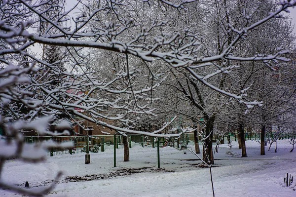 Білий Сніг Голих Гілках Дерев Морозний Зимовий День Крупним Планом — стокове фото