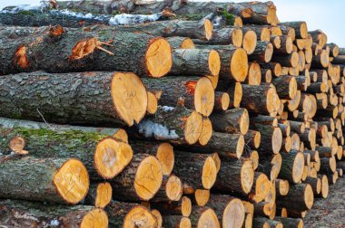 İşlenmeyi bekleyen kütük yığınları, yerel bir kereste fabrikasında, inşaat için kereste haline getiriliyor.