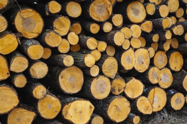 İşlenmeyi bekleyen kütük yığınları, yerel bir kereste fabrikasında, inşaat için kereste haline getiriliyor.