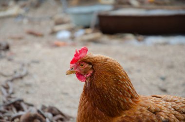 Yeşil çayırda tavuk ya da tavuk. Seçici keskinlik. Arka planda odağını kaybetmiş birkaç tavuk var.
