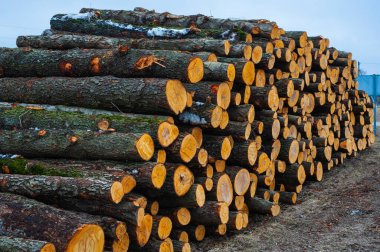 İşlenmeyi bekleyen kütük yığınları, yerel bir kereste fabrikasında, inşaat için kereste haline getiriliyor.