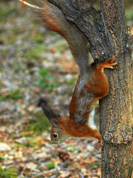 Ağaçtaki sincap.