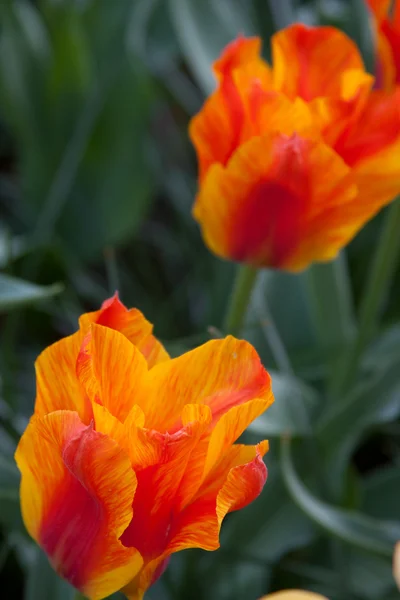 Par de tulipas vermelhas — Fotografia de Stock