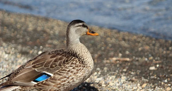 Feemale mallard duck — Stock Photo, Image