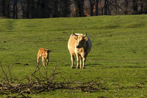 Vaca y ternero — Foto de Stock