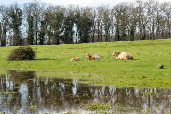 Scène de pays — Photo