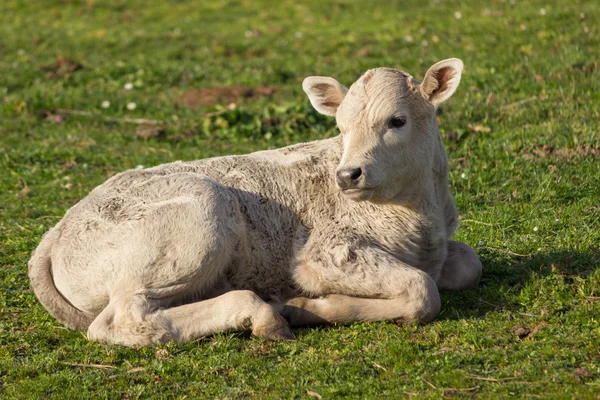 Pequeño ternero blanco — Foto de Stock