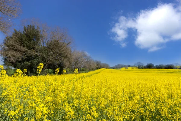 Campos amarelos — Fotografia de Stock