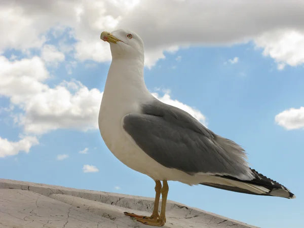 Een trots zeemeeuw — Stockfoto