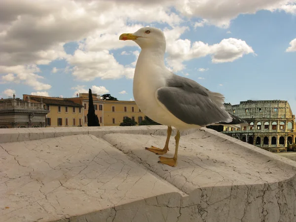 一只海鸥在罗马 — 图库照片