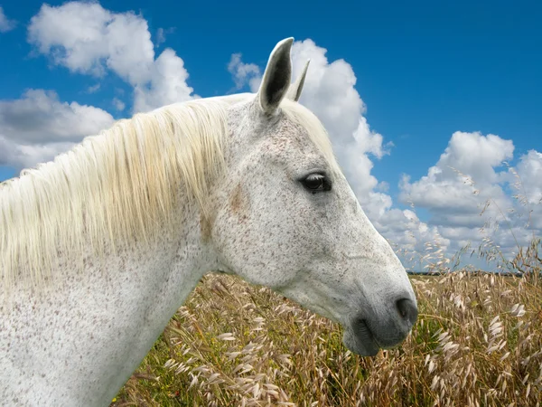 Cabeza de caballo blanco Fotos de stock libres de derechos