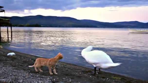 Gato e cisne — Vídeo de Stock