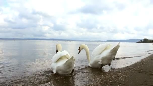 Cisnes del lago 2 — Vídeos de Stock