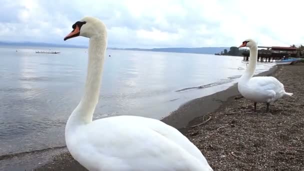 Cisnes del lago — Vídeo de stock