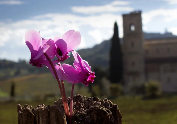 Herfst bloem in Toscane — Stockfoto