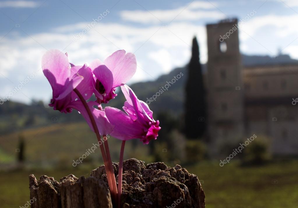 Autumn flower in Tuscany