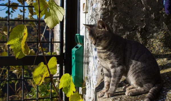 Итальянская кошка Стоковое Фото