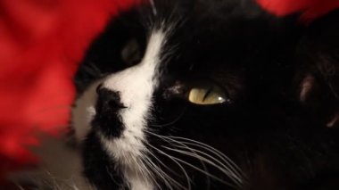 esneme cat 2