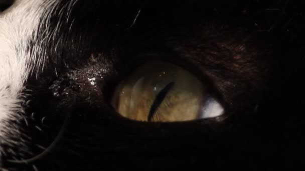 Černá kočka oko — Stock video